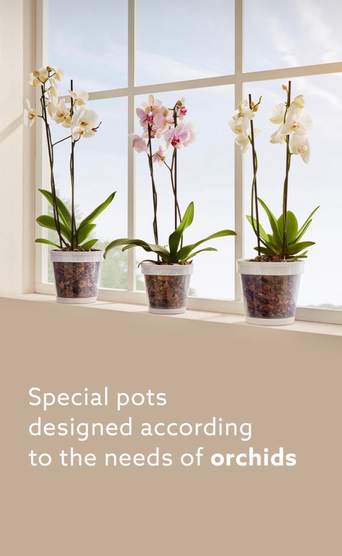 Blumentopf für Orchidee